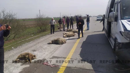 Kürdəmirdə mikroavtobus qoyun sürüsünə girib, 15 xırdabuynuzlu tələf olub