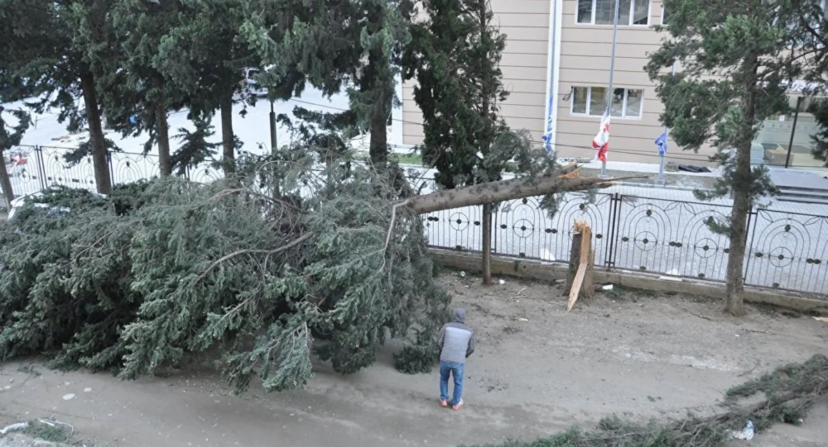 Strong wind uproots trees and power lines in Tbilisi