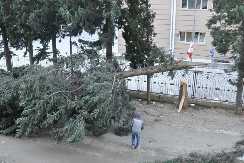 Сильный ветер повалил деревья и повредил линии электропередач в Тбилиси