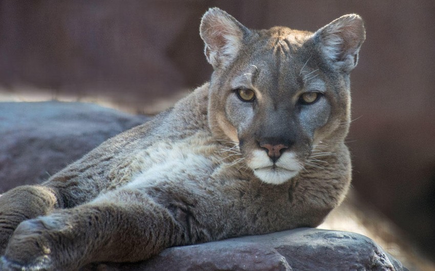 Man kills mountain lion with his bare hands after being attacked by it