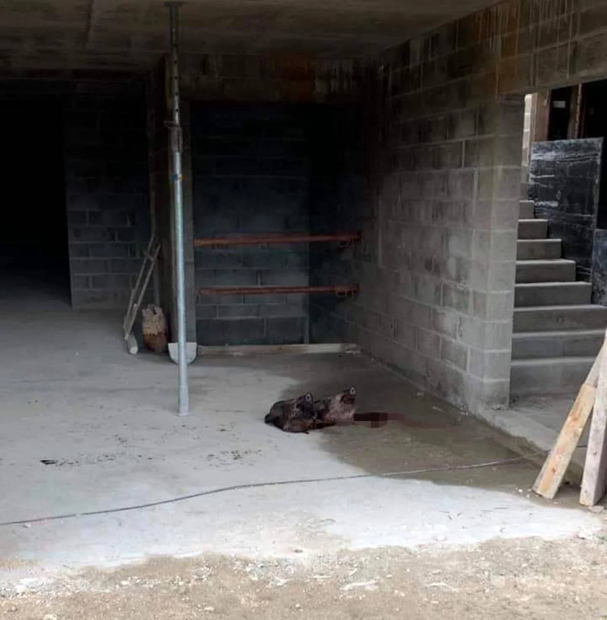 Fransada məscidə hücum olub