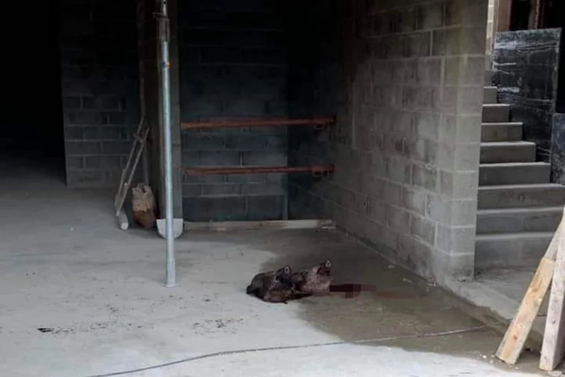 Fransada məscidə hücum olub