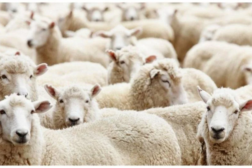 Azerbaijan tops buyers of Georgian live sheep exports in June
