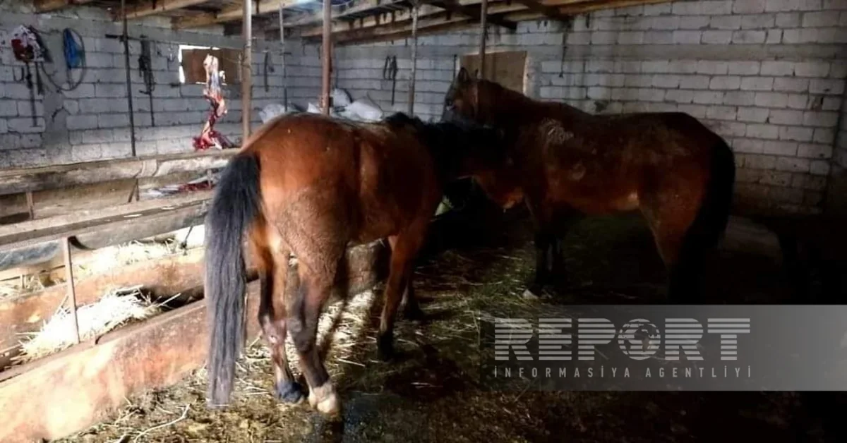 Naxçıvanda yararsız at əti mal əti adı altında restoranlara satılırmış