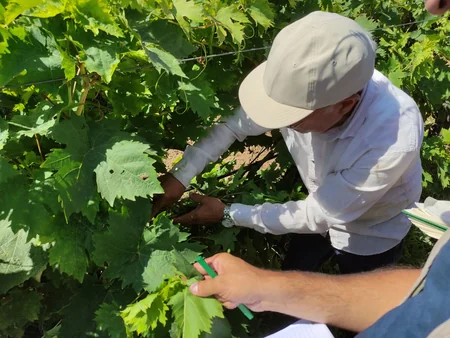 Aqrar Sığorta Fondu Şamaxıda dolu vuran üzüm bağına dəymiş zərəri hesablayır