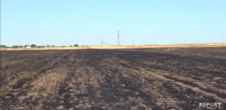 Cəlilabadda taxıl sahəsi yanıb - FOTO