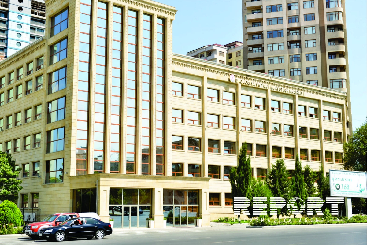 Gəncədə 3 tut ağacı qanunsuz olaraq kəsilib