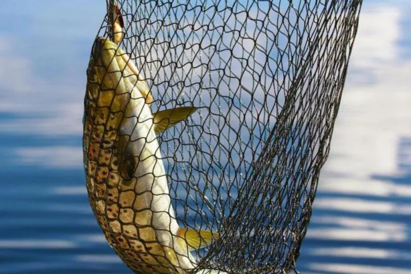 Araz çayının İmişlidən keçən hissəsi qadağan olunmuş sintetik torlardan təmizlənib