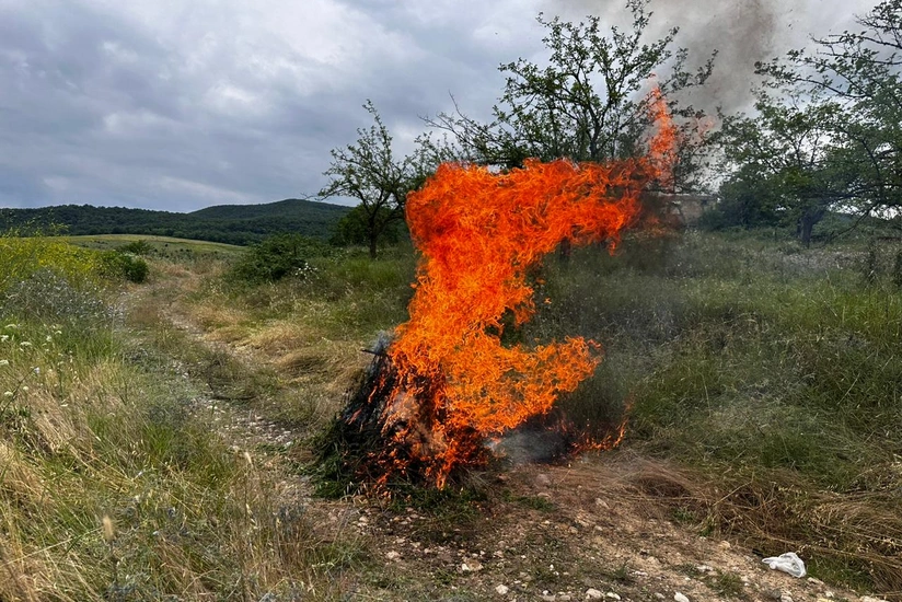 Xocavənddə 1 tondan artıq yabanı çətənə bitkisi yandırılıb