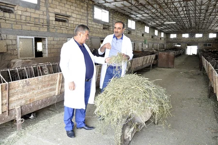 Dövlət Baytarlıq Xidmətinin rəisi Ucar və Samuxda profilaktiki peyvəndləmə işləri ilə tanış olub