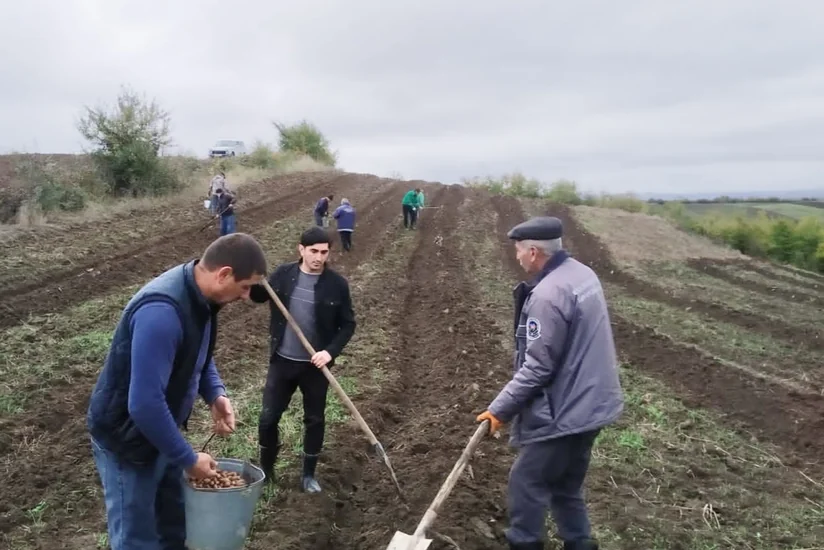 На землях лесного фонда посажено более 200 тыс. деревьев