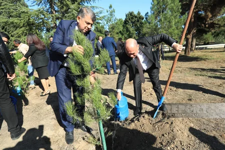 Gəncədə Zəfər Günü münasibətilə ağacəkmə aksiyası keçirilib