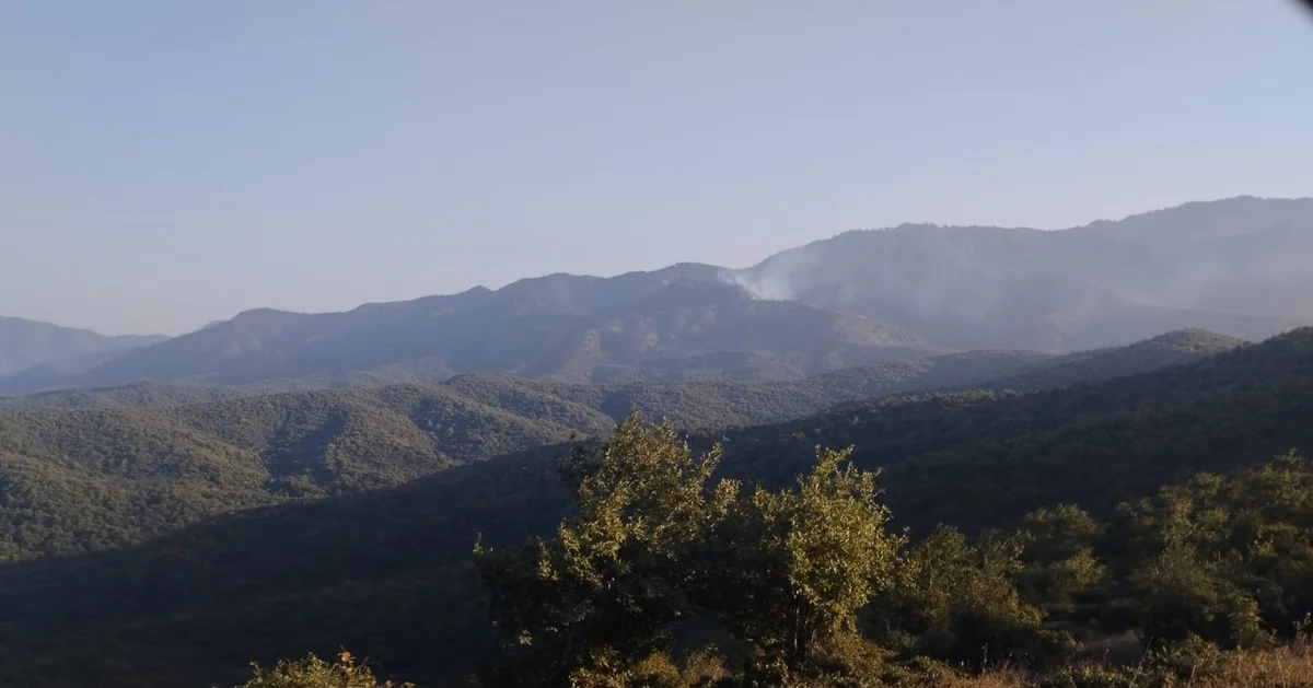 Cəlilabadda meşədə yanğın olub, hadisəni törədən şəxs müəyyən edilib