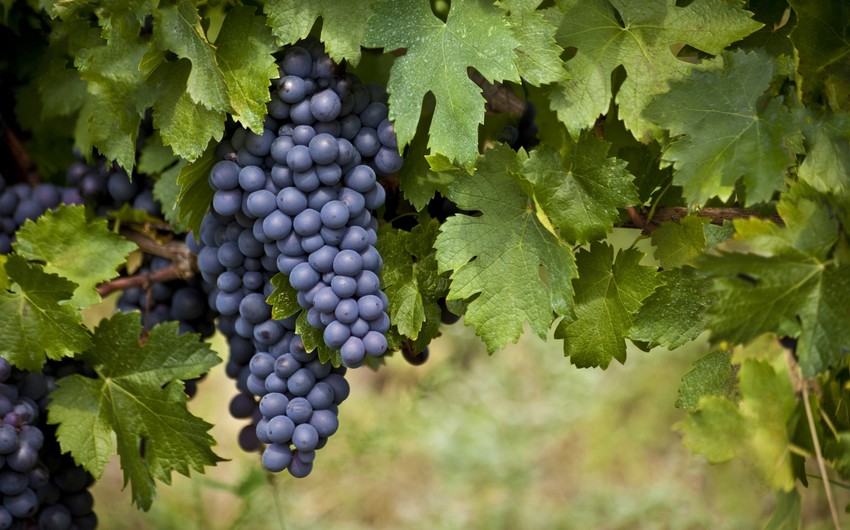 Azerbaijan begins exporting grapes to Qatar