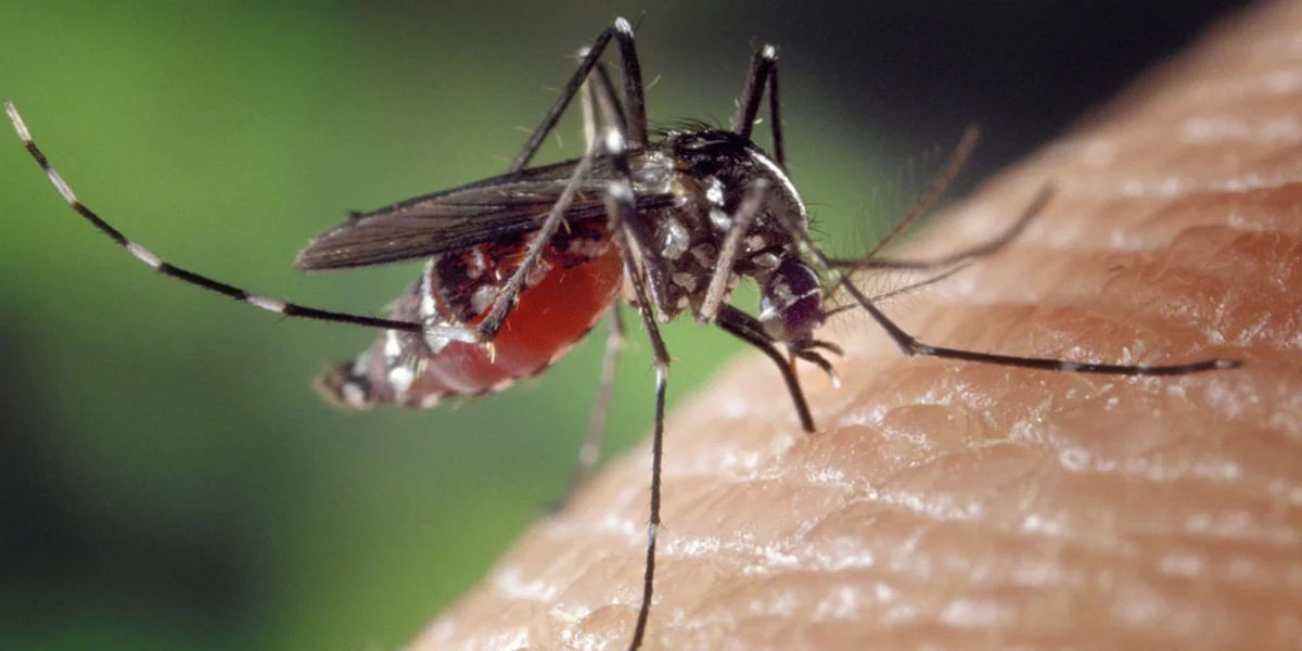 Israel's Health Ministry warns of West Nile fever outbreak