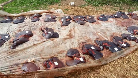 Cəlilabadın Maşlıq kəndində qanunsuz at kəsimi və at əti tədarükü ilə məşğul olanlar aşkarlanıb