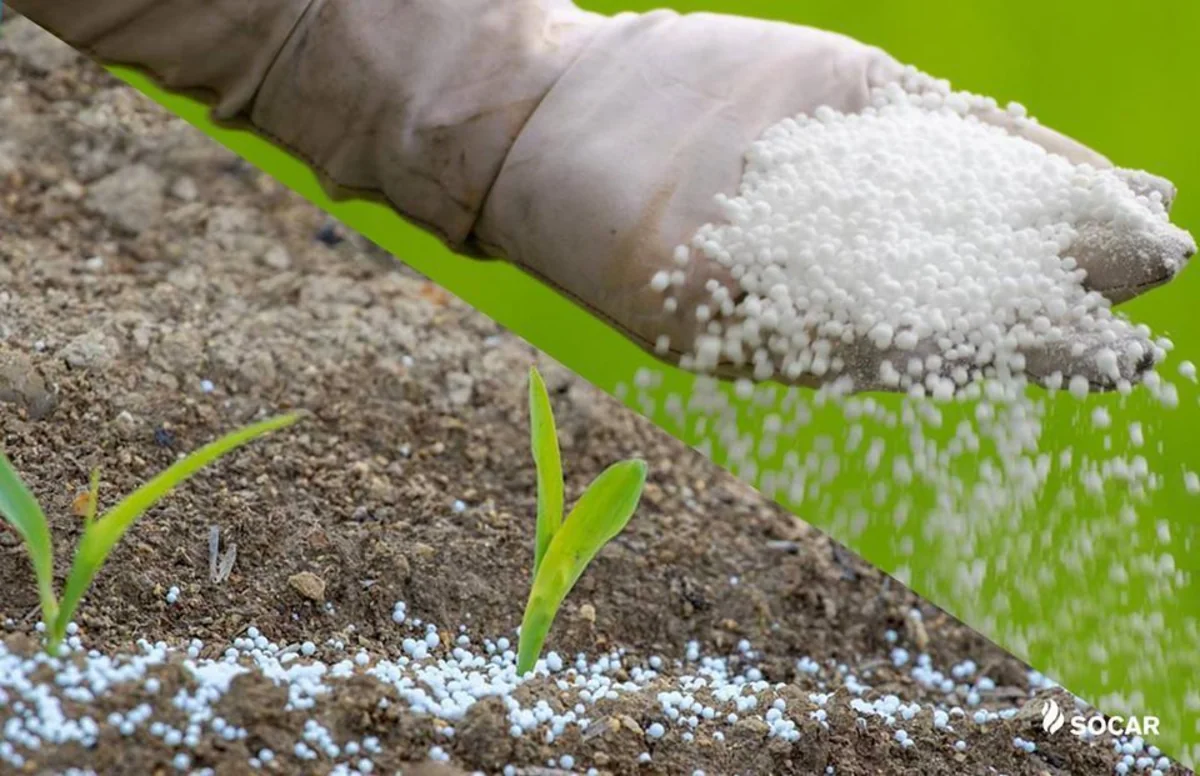 Azərbaycan bu il 7,4 mln. dollarlıq karbamid ixrac edib