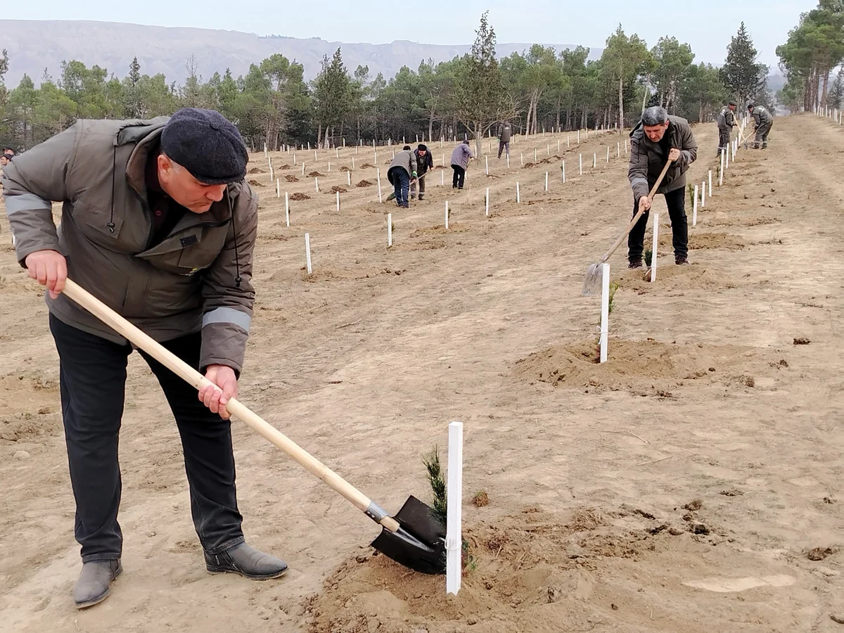 Ağstafa və Tovuzun meşə sahələrində 4 mindən çox ağac əkilib