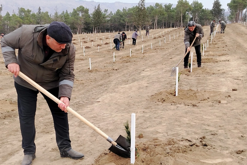 Ağstafa və Tovuzun meşə sahələrində 4 mindən çox ağac əkilib
