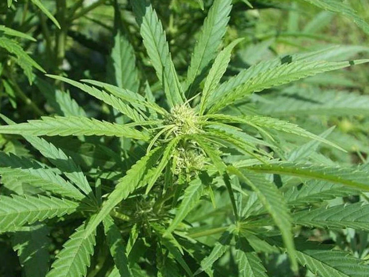 Goranboyda yabanı halda bitən çətənə kolları məhv edilib