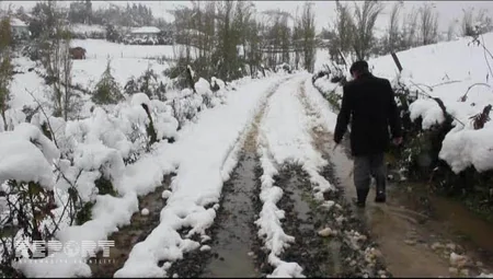 Cəlilabadda güclü qar fərdi təsərrüfatlara, elektrik və rabitə dirəklərinə ziyan vurub - FOTO