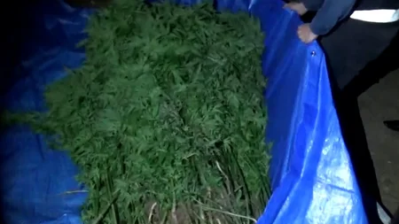 Gizli anbarlarda 63  kiloqramdan artıq narkotik maddə saxlayan şəxslər tutulub