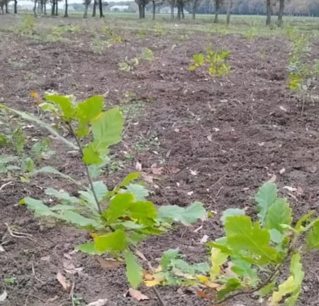 Meşə fondu torpaqlarında 670 mindən çox  ağac əkilib