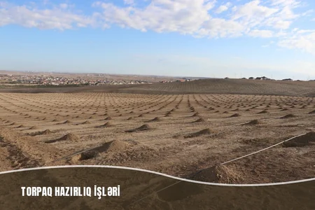 Müşfiqabadda son bir ayda 16 mindən artıq ağac əkilib
