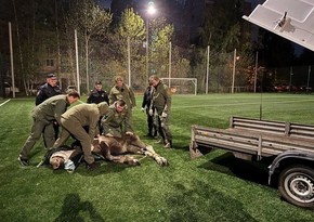 В Санкт-Петербурге поймали лося на футбольном поле