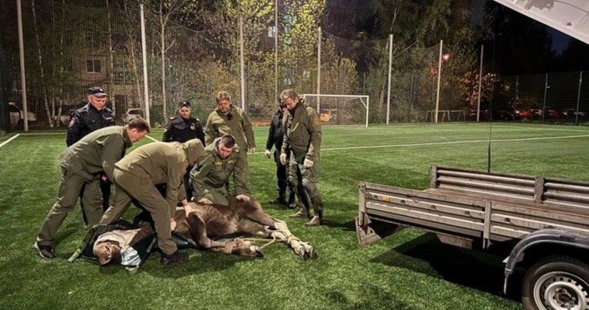 В Санкт-Петербурге поймали лося на футбольном поле
