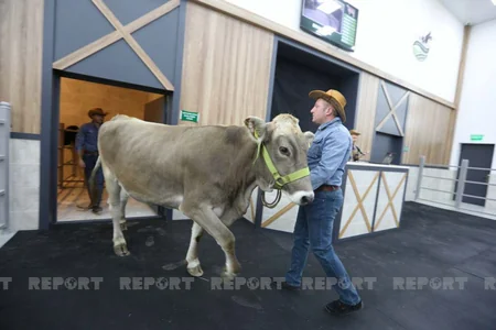 Azərbaycanda heyvanlar ilk dəfə hərraca çıxarılır