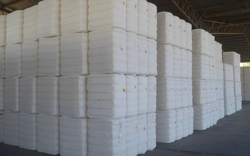 Cotton fiber output in Azerbaijan up by over 28%