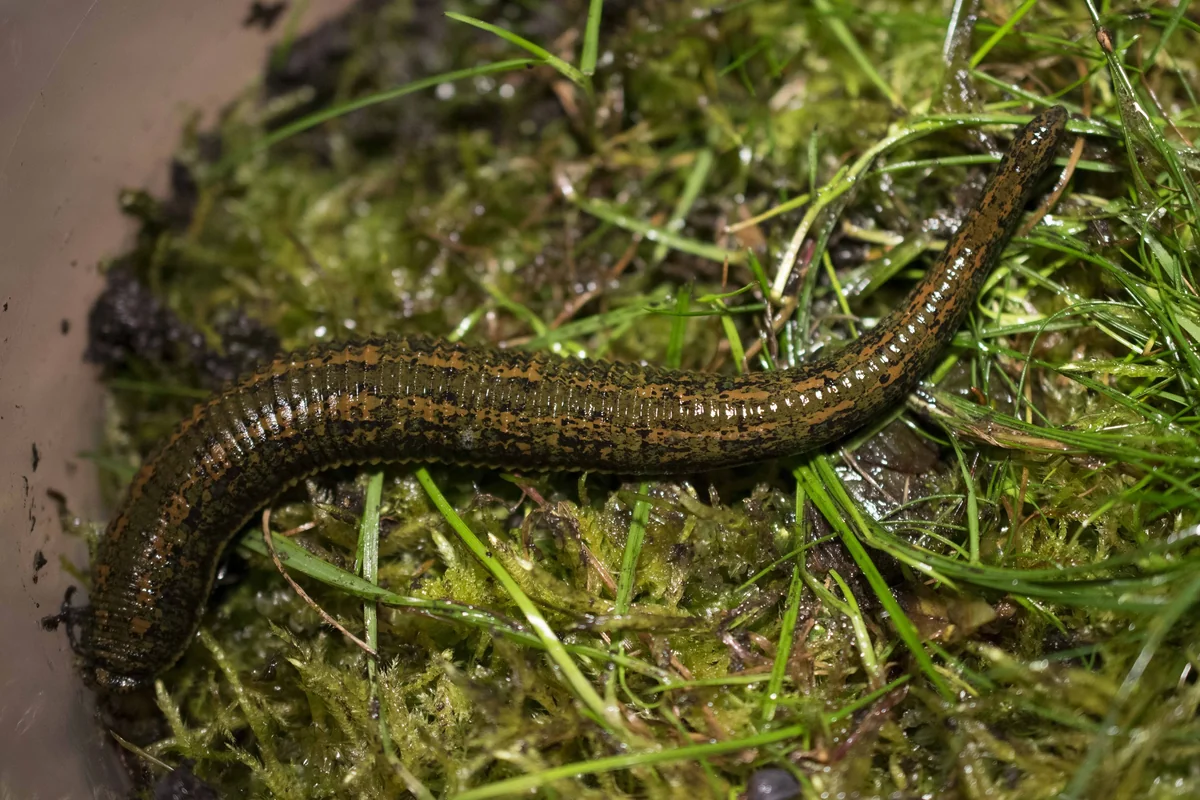 Azərbaycanda gömrük nəzarətindən gizlədilən zəli aşkar edilib