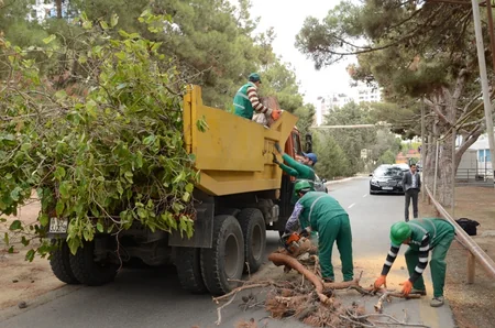 Mütəxəssislər Bakıda araşdırma aparıb: Ağacların suvarılmaması səbəbindən quruması ilə bağlı deyilənlər əsassızdır