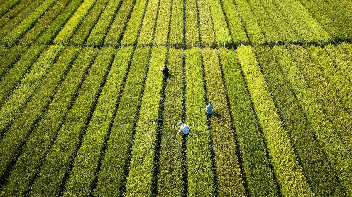 На востоке Китая нашли древнее рисовое поле возрастом 5,3 тыс. лет