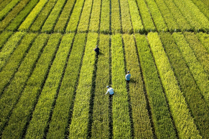Over 5,300-year-old paddy field discovered in east China