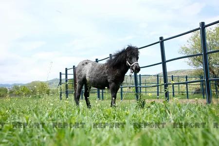 Karabakh horses and Georgia - RESEARCH