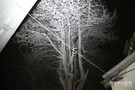 Ağac hər an evin üzərinə düşə bilər - VİDEOREPORTAJ