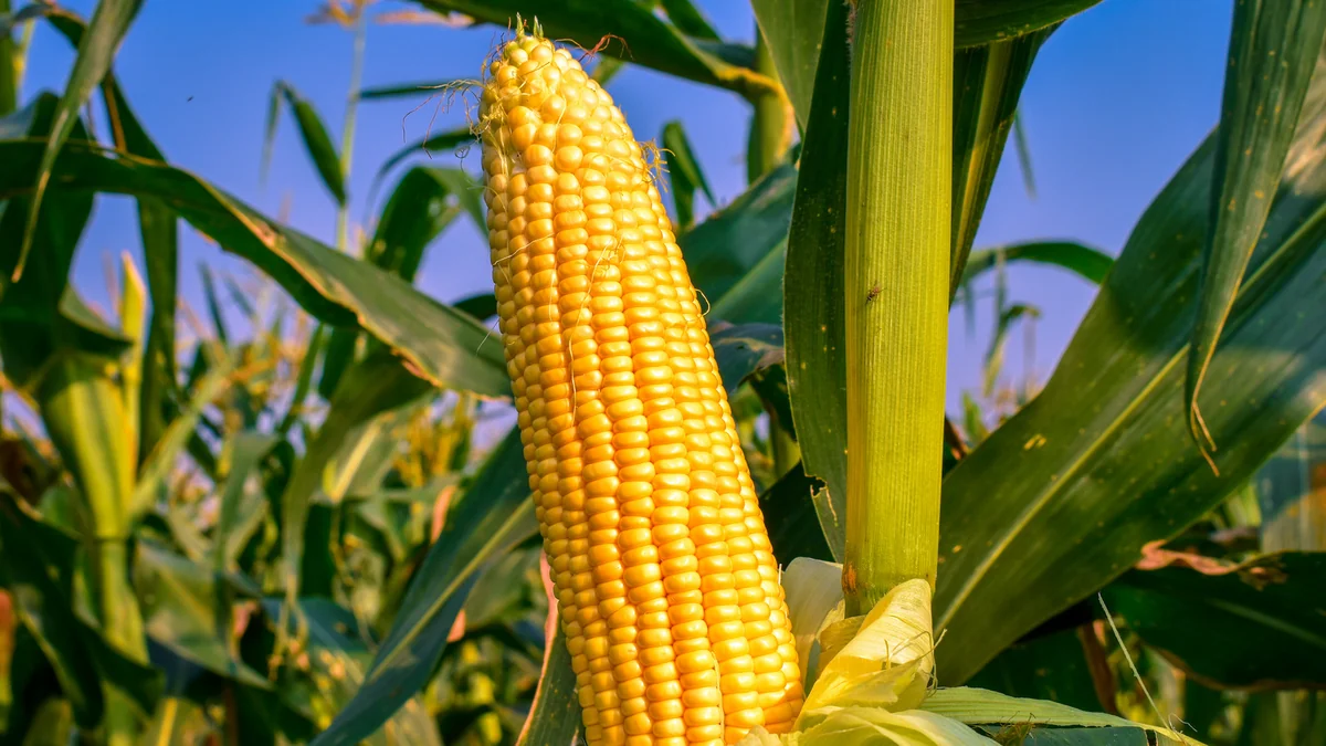 Azerbaijan reduces corn imports by more than 36%
