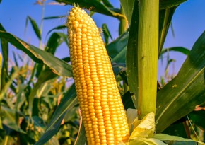 Azerbaijan reduces corn imports by more than 36%