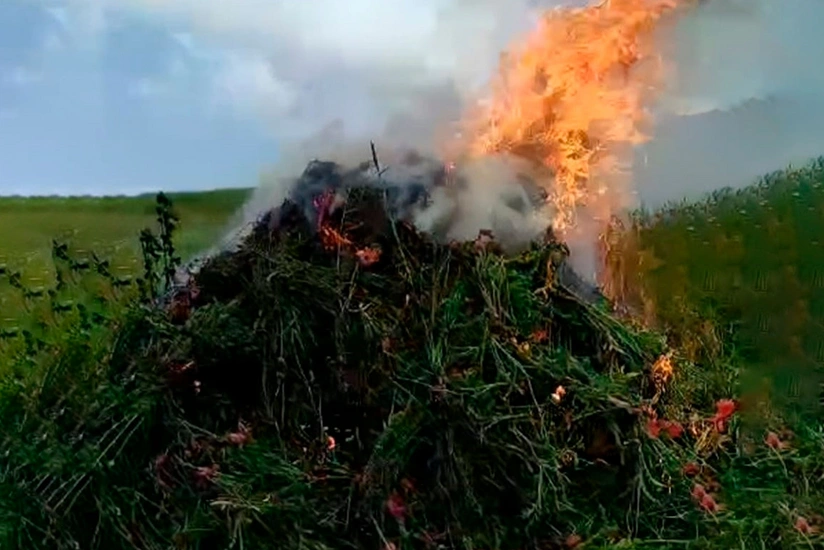 Lerikdə 4 tondan çox xaş-xaş kolu məhv edilib 