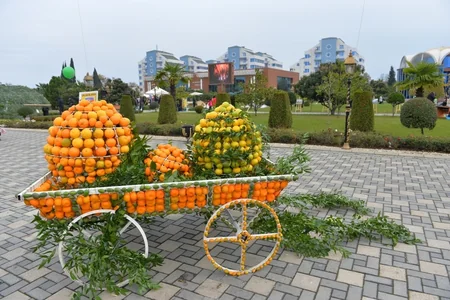 В Лянкяране стартовал III Фестиваль чая, чалтыка и цитрусовых