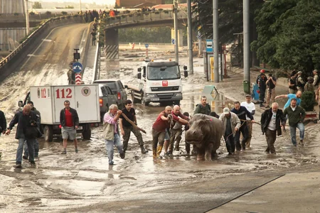 ​Tbilisidə zoopark dağılıb, heyvanlar şəhər küçələrinə axışıb - FOTO