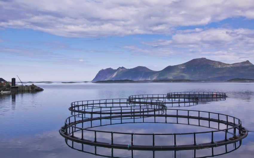 Azerbaijan moves to refine regulations for classification of lands designated for aquaculture