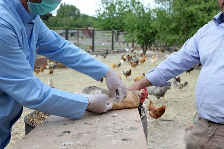 Ağdaşda heyvanlar arasında xüsusi təhlükəli xəstəliklərə qarşı aparılan profilaktik tədbirlər davam etdirilir