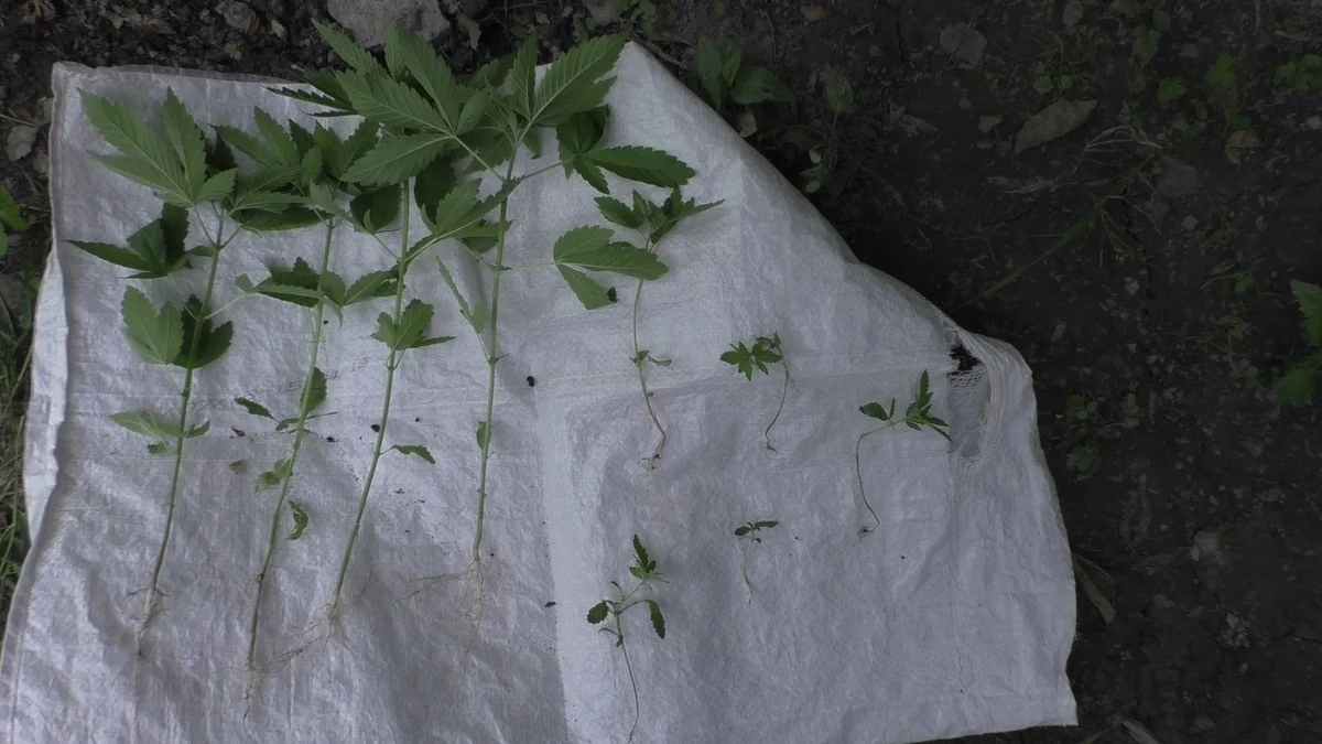 Balakən və Zaqatalada narkotik becərənlər saxlanılıb - VİDEO - ƏLAVƏ OLUNUB