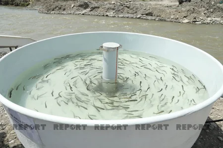 Diplomats, international experts release trouts into Hakari River