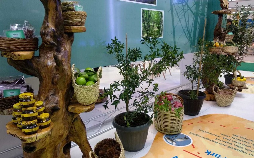 Baku hosts 9th Azerbaijan International Environmental Exhibition Caspian Ecology