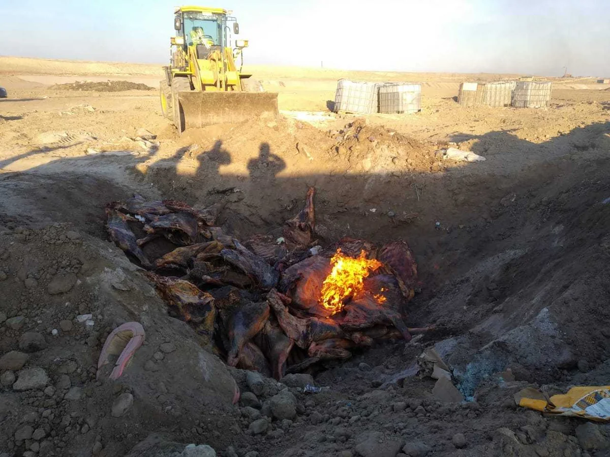 AQTA mənşəyi məlum olmayan 2,5 ton əti məhv edib