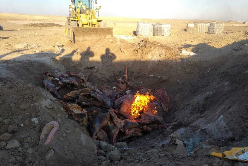 AQTA mənşəyi məlum olmayan 2,5 ton əti məhv edib